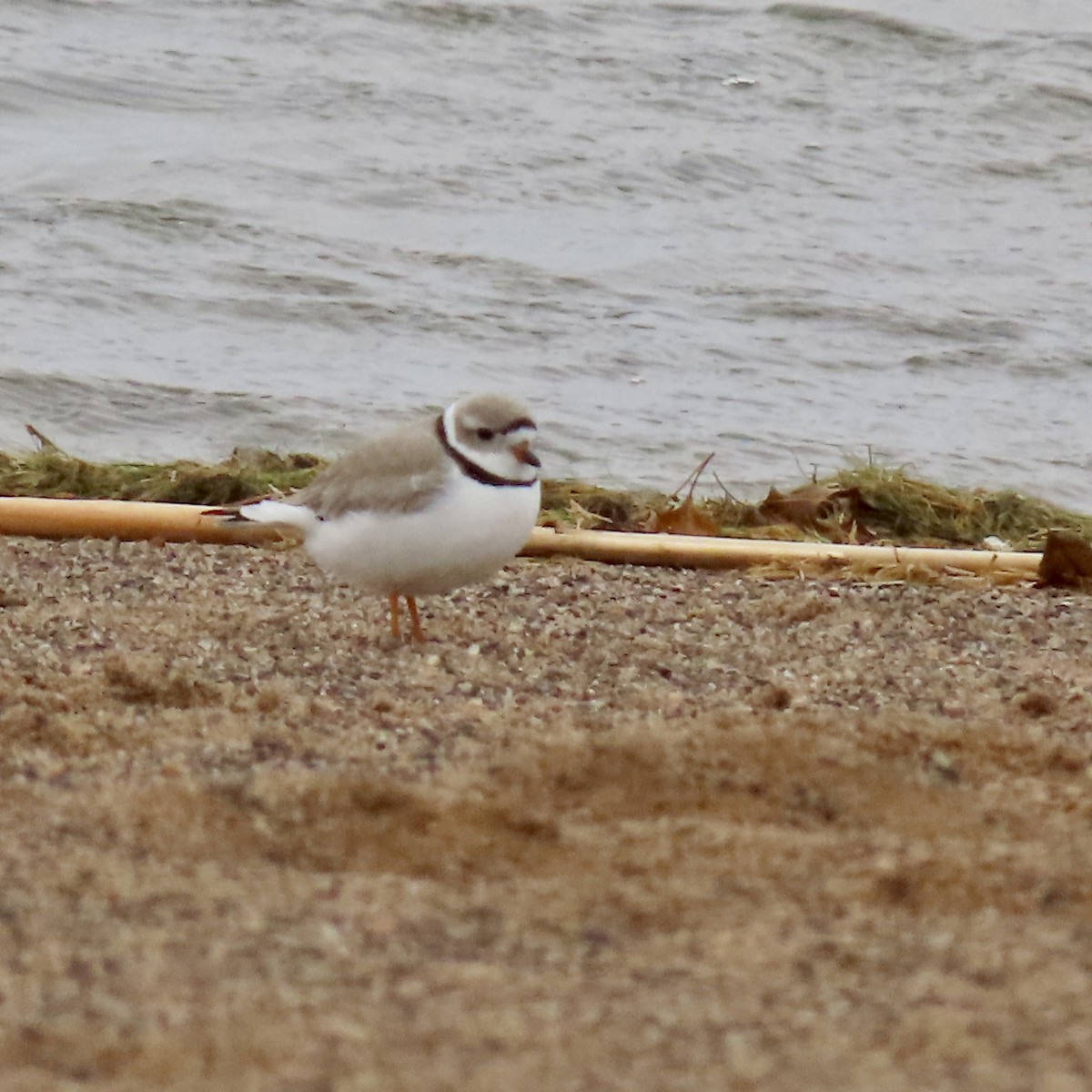Piping Plover - ML617999937