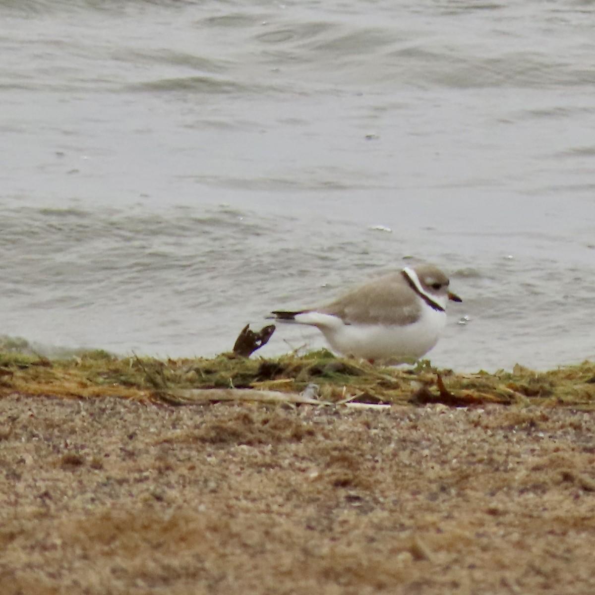 Piping Plover - ML617999938