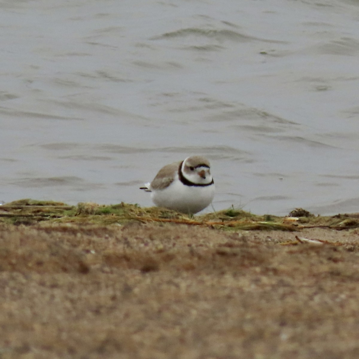 Piping Plover - ML617999939
