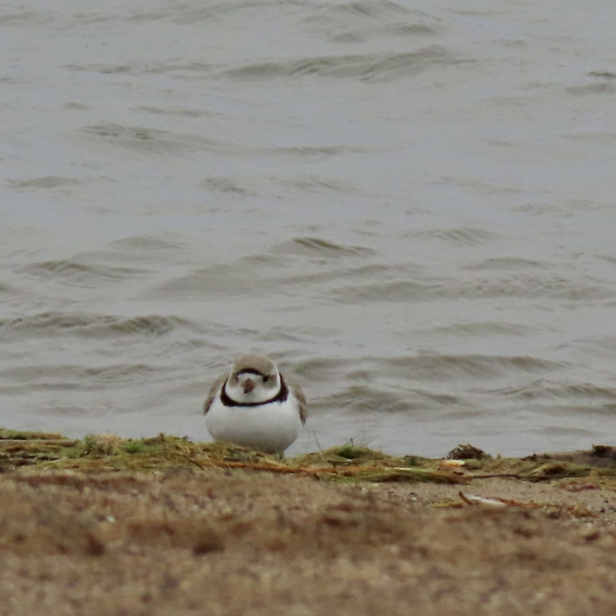 Piping Plover - ML617999940
