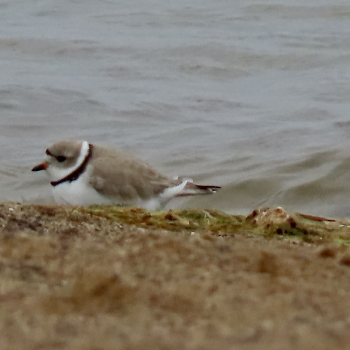 Piping Plover - ML617999941