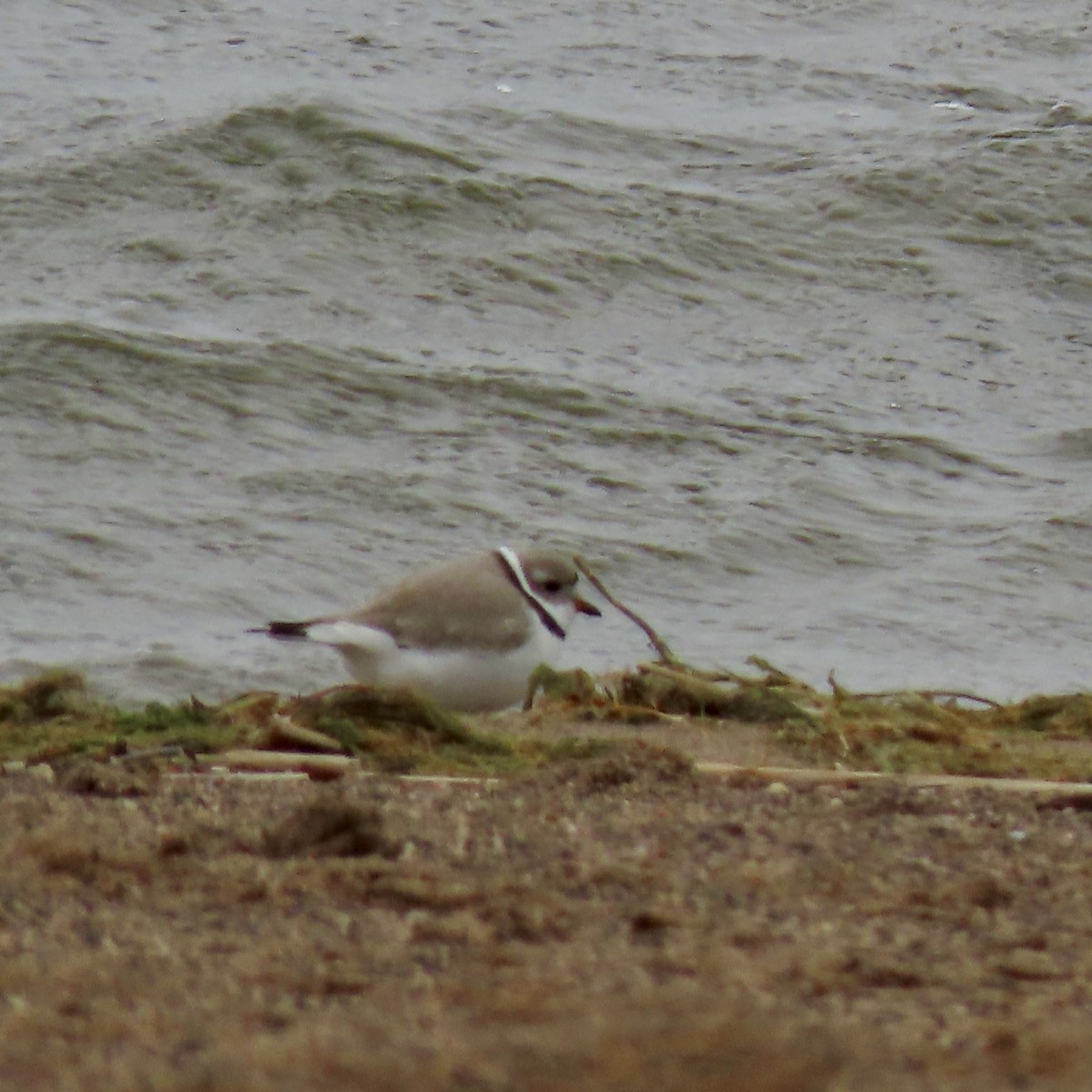 Piping Plover - ML617999942