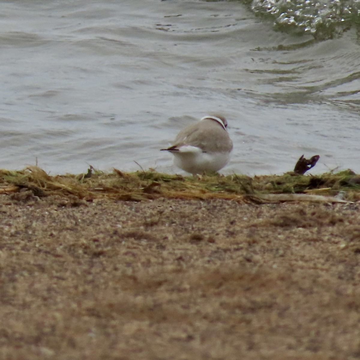 Piping Plover - ML617999943