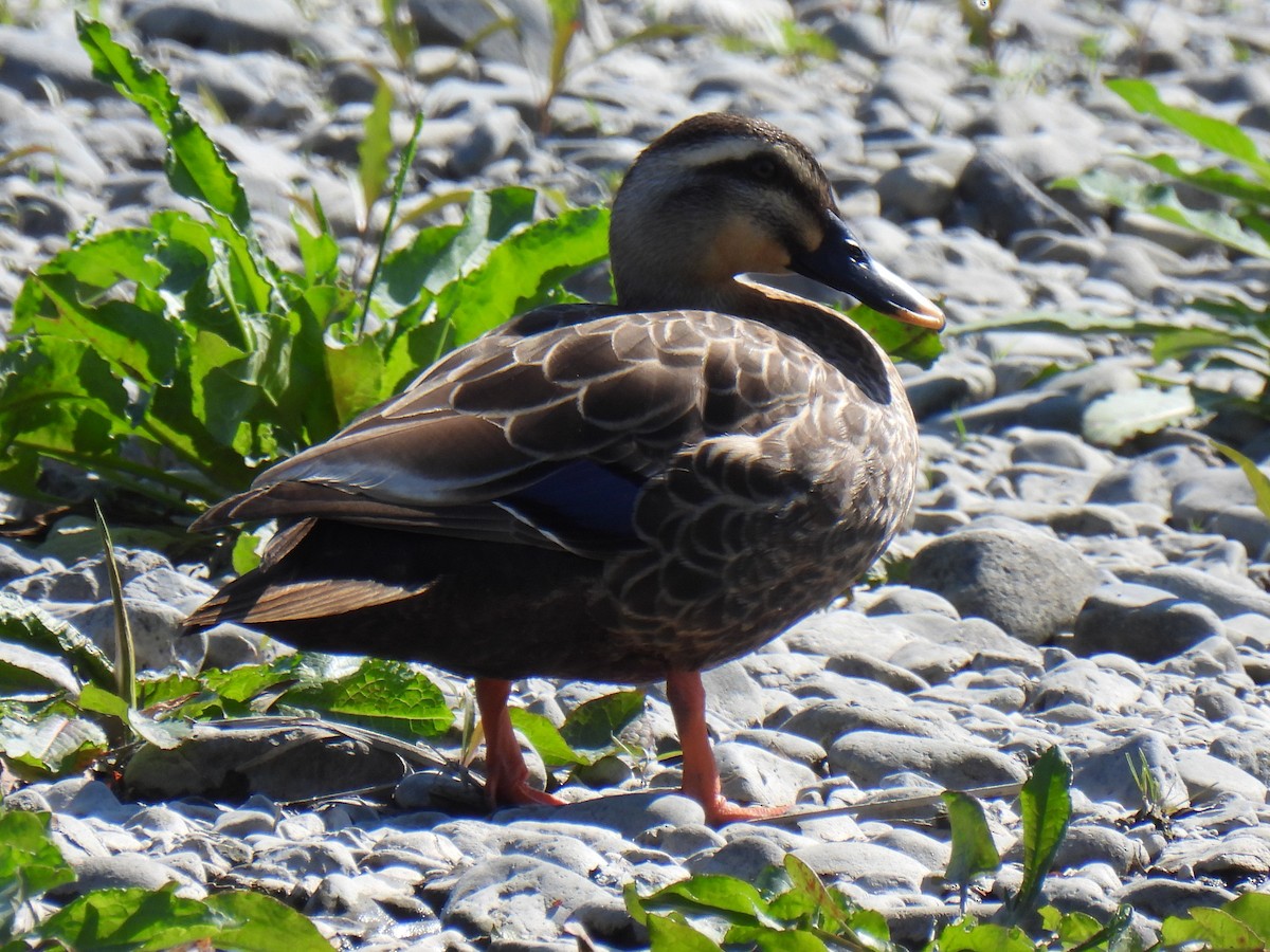 Eastern Spot-billed Duck - ML617999955