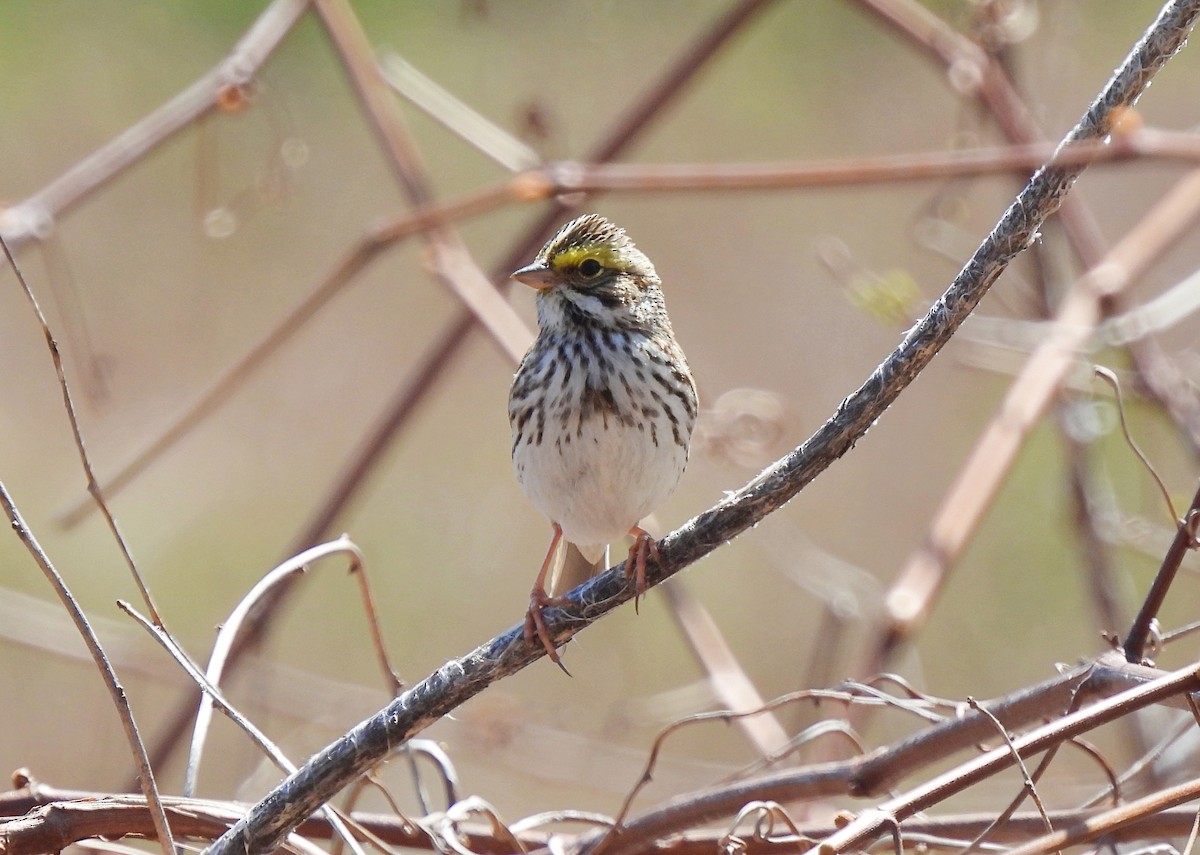 Savannah Sparrow - ML618000007