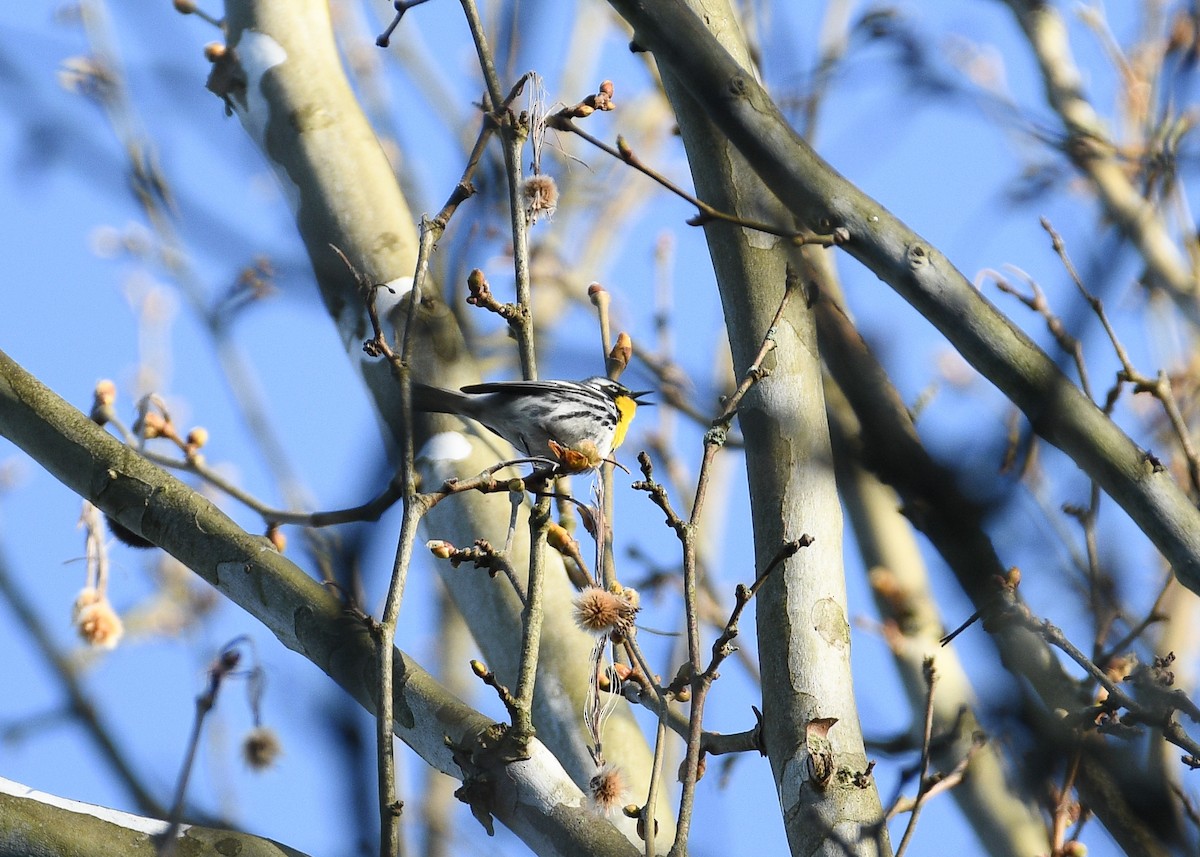 Yellow-throated Warbler - ML618000021