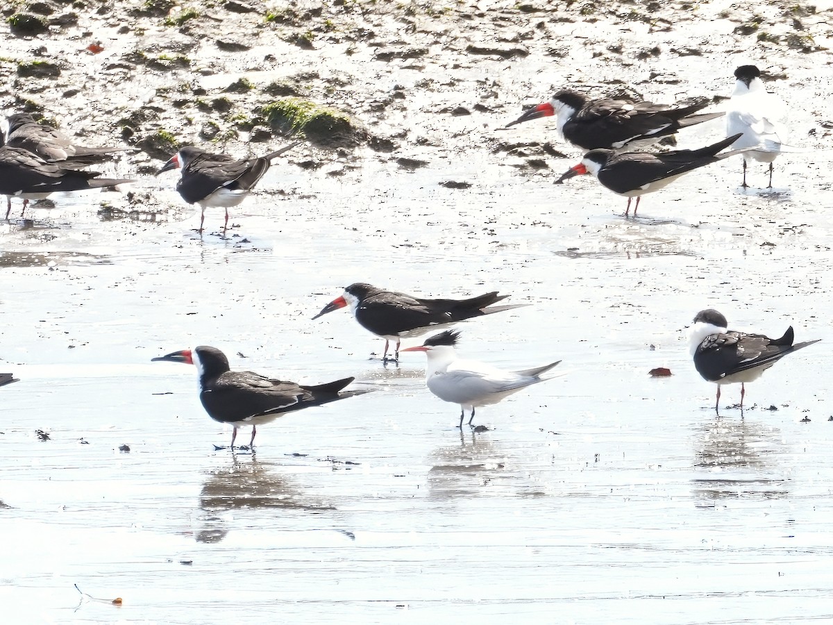 Black Skimmer - ML618000026