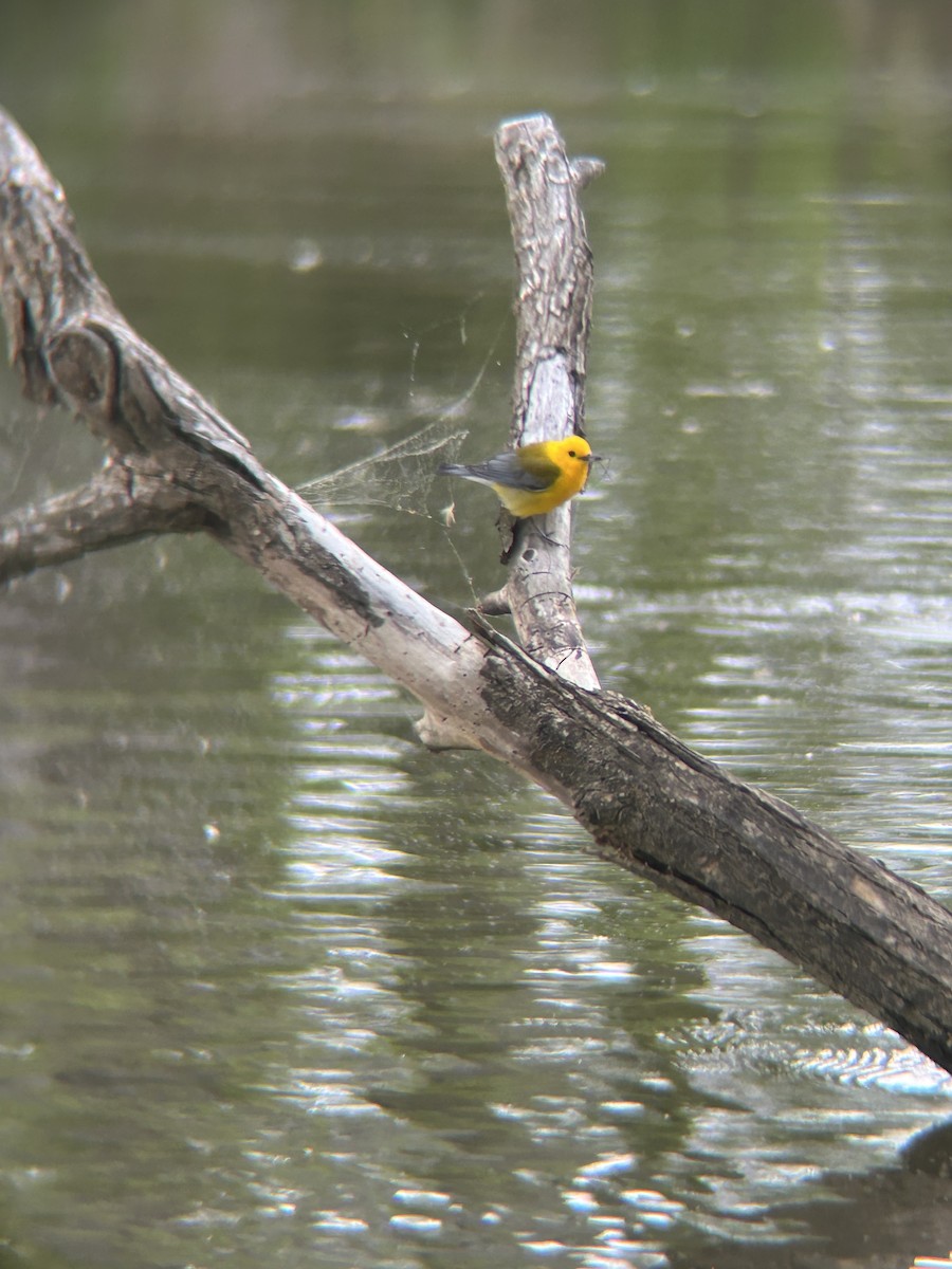 Prothonotary Warbler - ML618000067