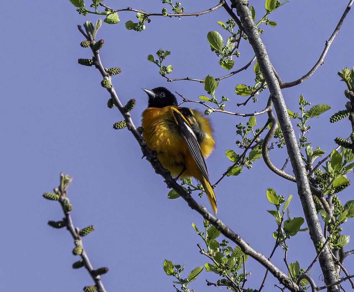 Oriole de Baltimore - ML618000091