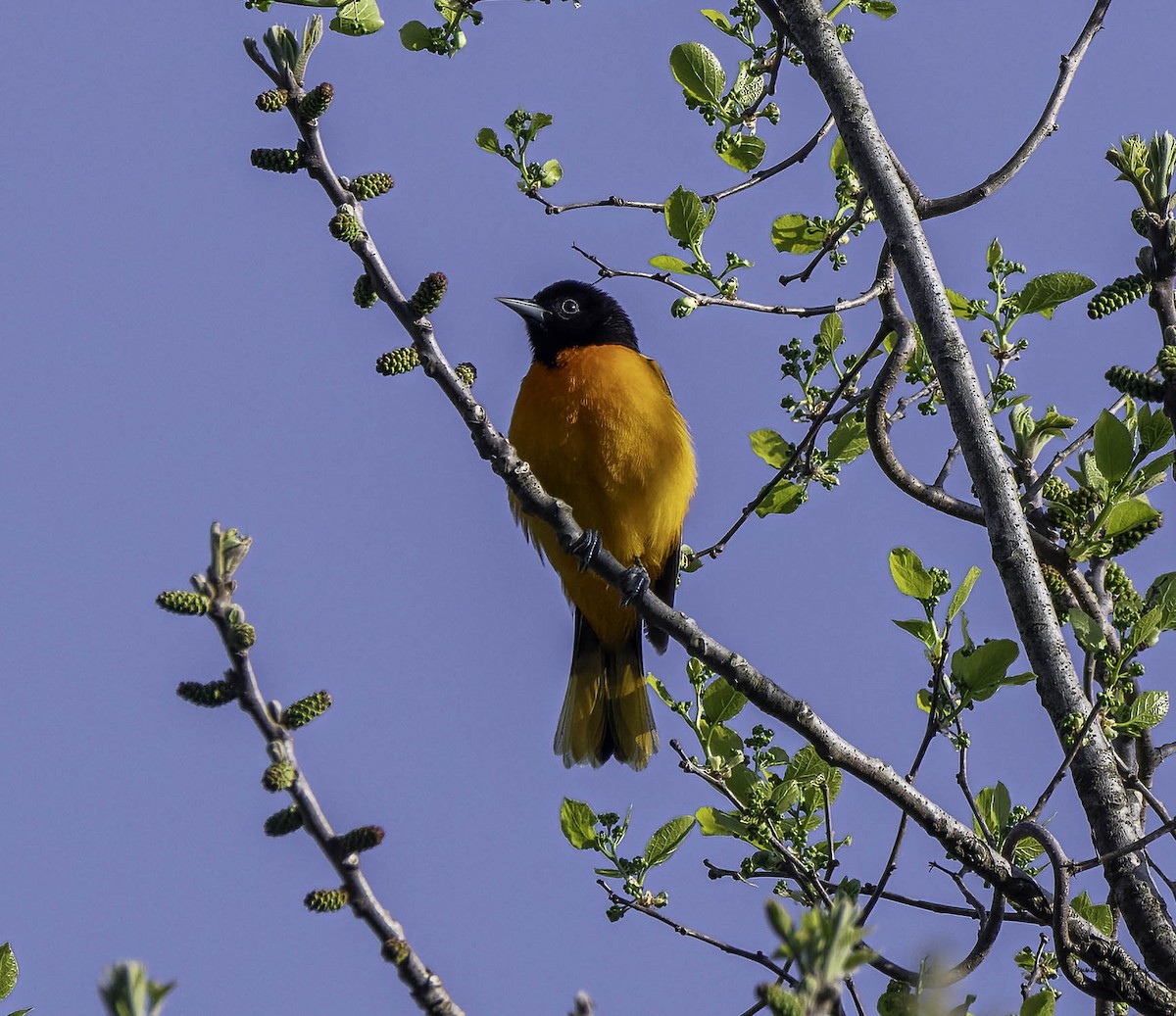 Baltimore Oriole - Dennis Murphy