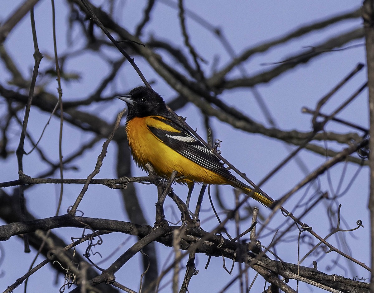 Oriole de Baltimore - ML618000109