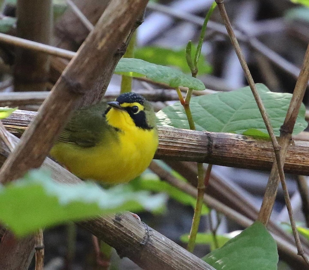 Kentucky Warbler - Anthony V. Ciancimino