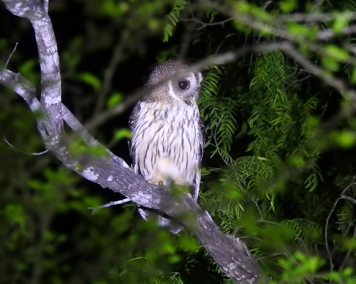 Mottled Owl - Iliana Stokes