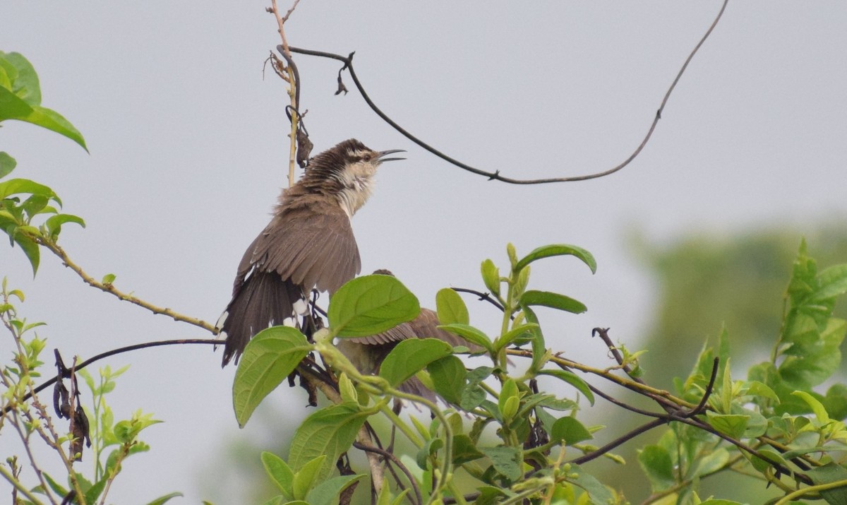 Bicolored Wren - Neil Gilbert