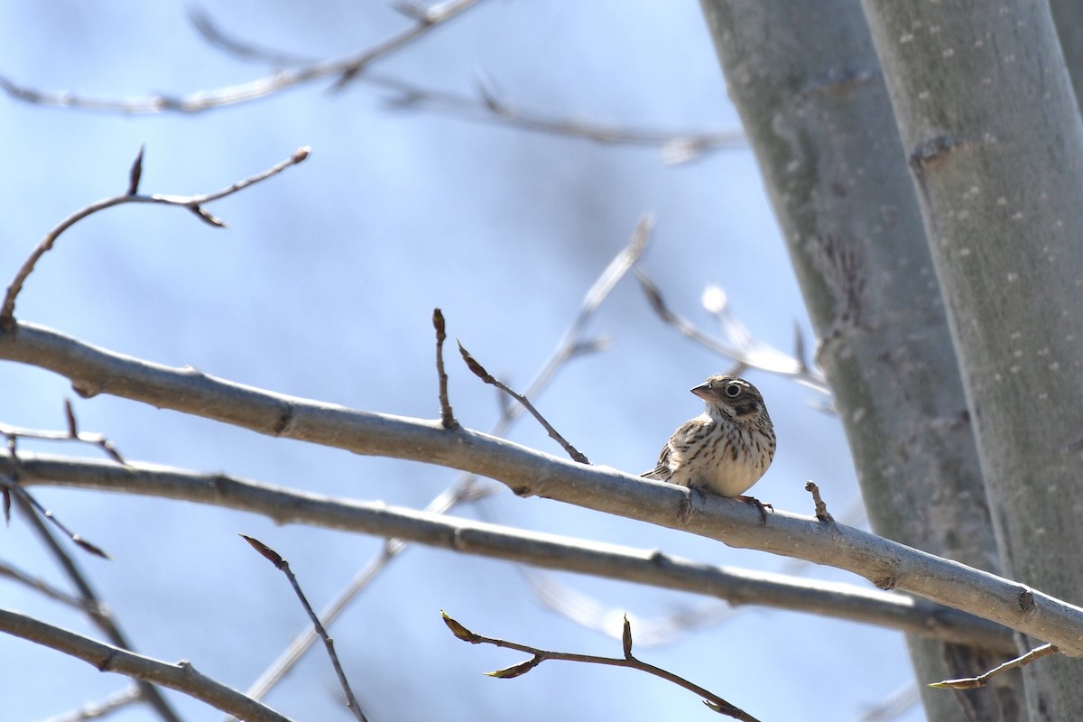 Пасовник польовий - ML618000221