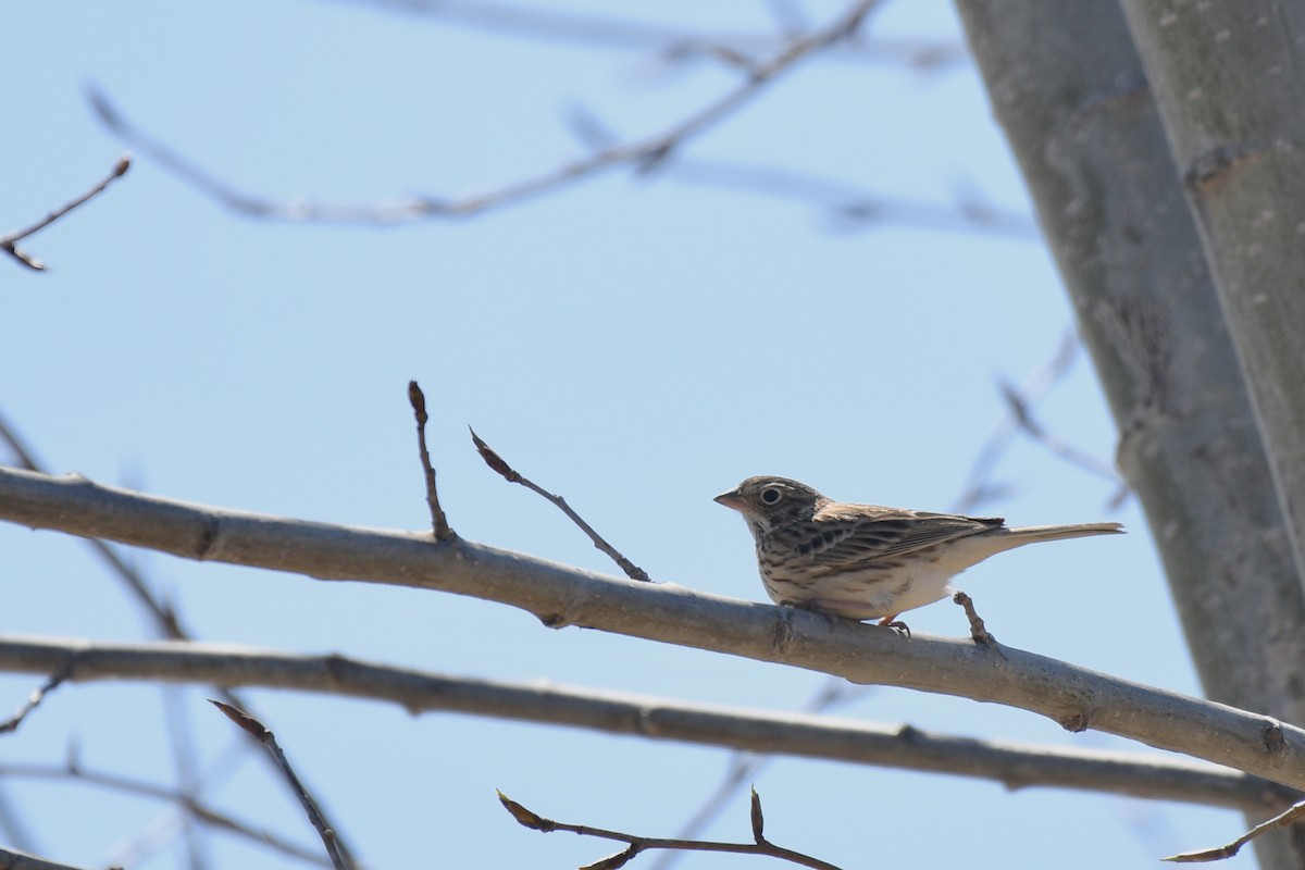 Пасовник польовий - ML618000227