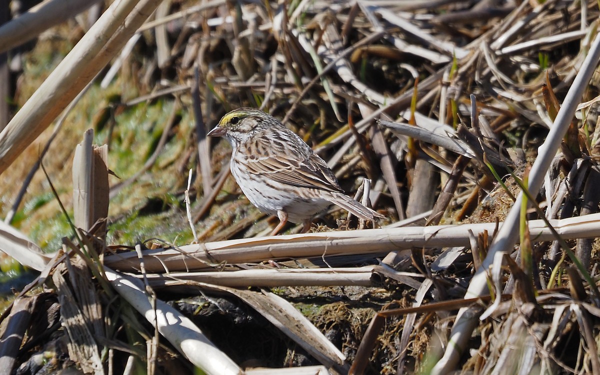 Savannah Sparrow - ML618000255