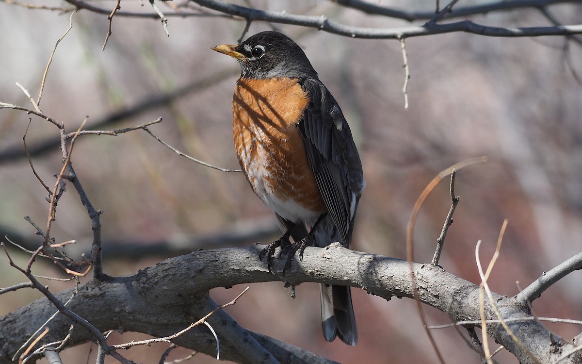 American Robin - Gordon Johnston