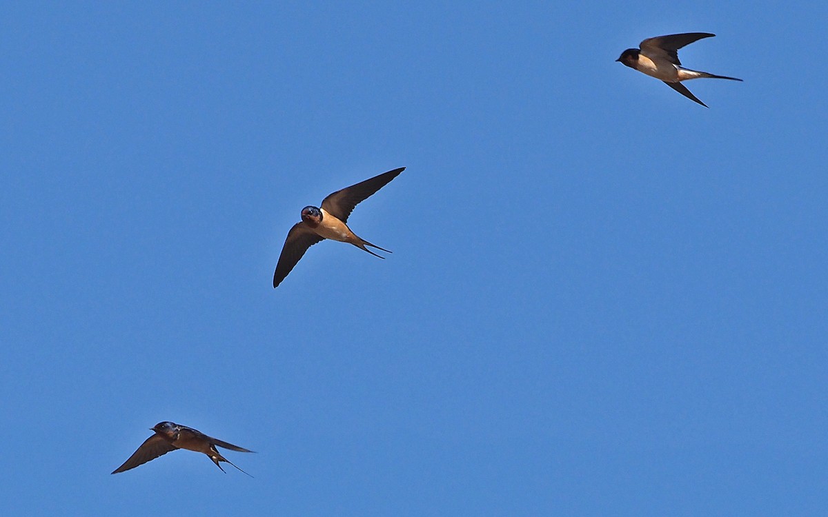 Barn Swallow - Gordon Johnston