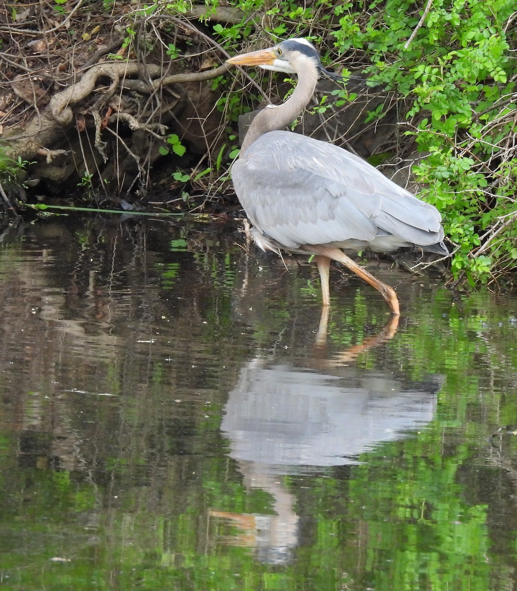 Great Blue Heron - ML618000266