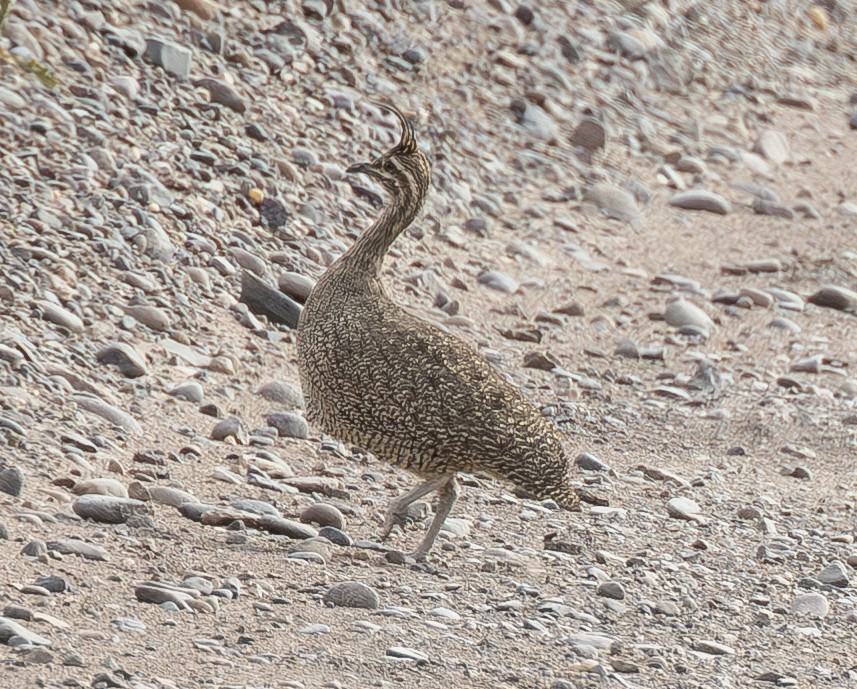 Elegant Crested-Tinamou - ML618000271