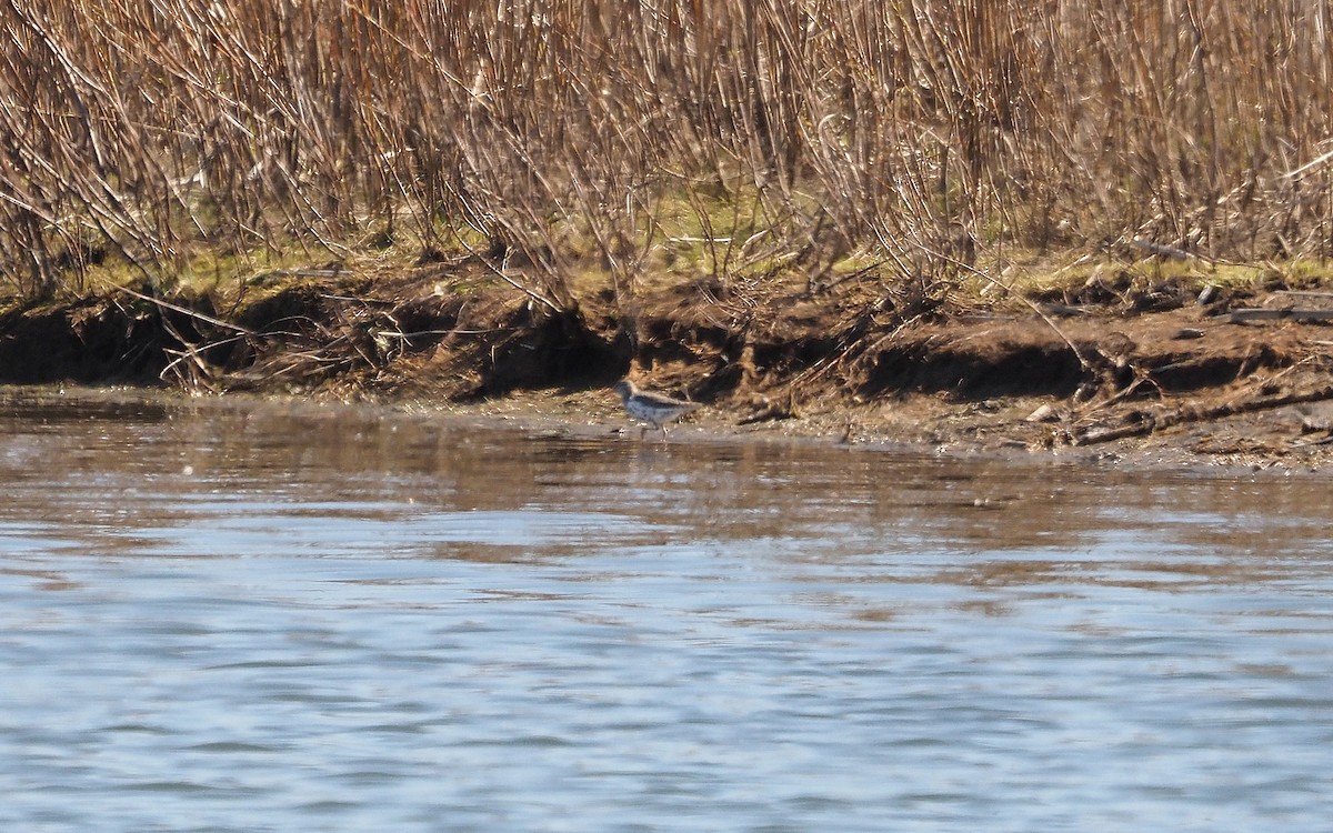 Spotted Sandpiper - Gordon Johnston