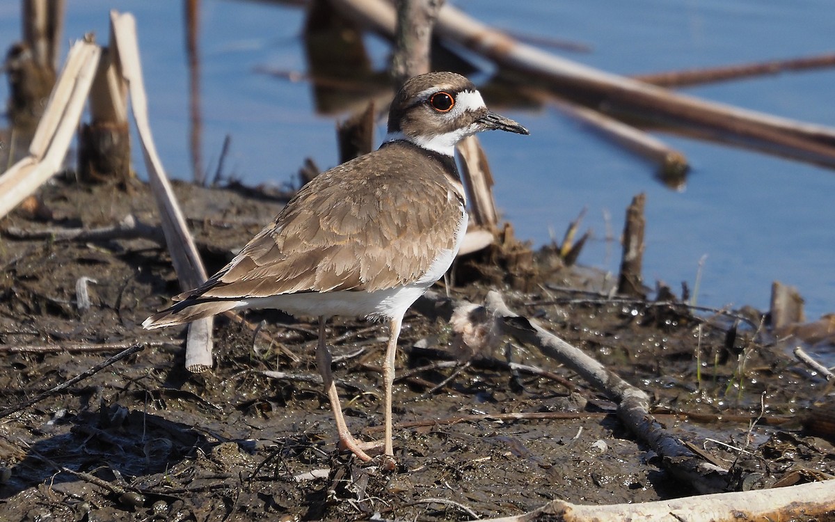 Killdeer - ML618000279