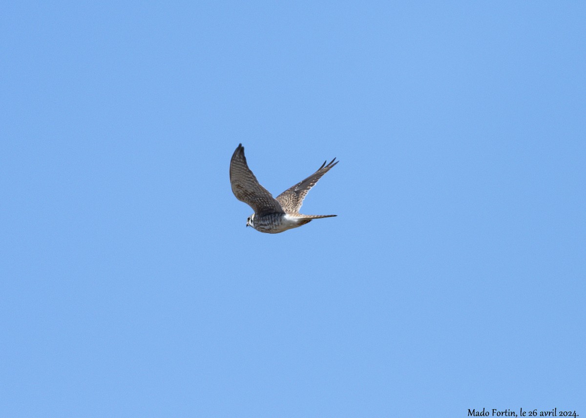 American Kestrel - ML618000282