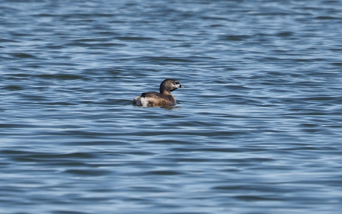 Pied-billed Grebe - ML618000287