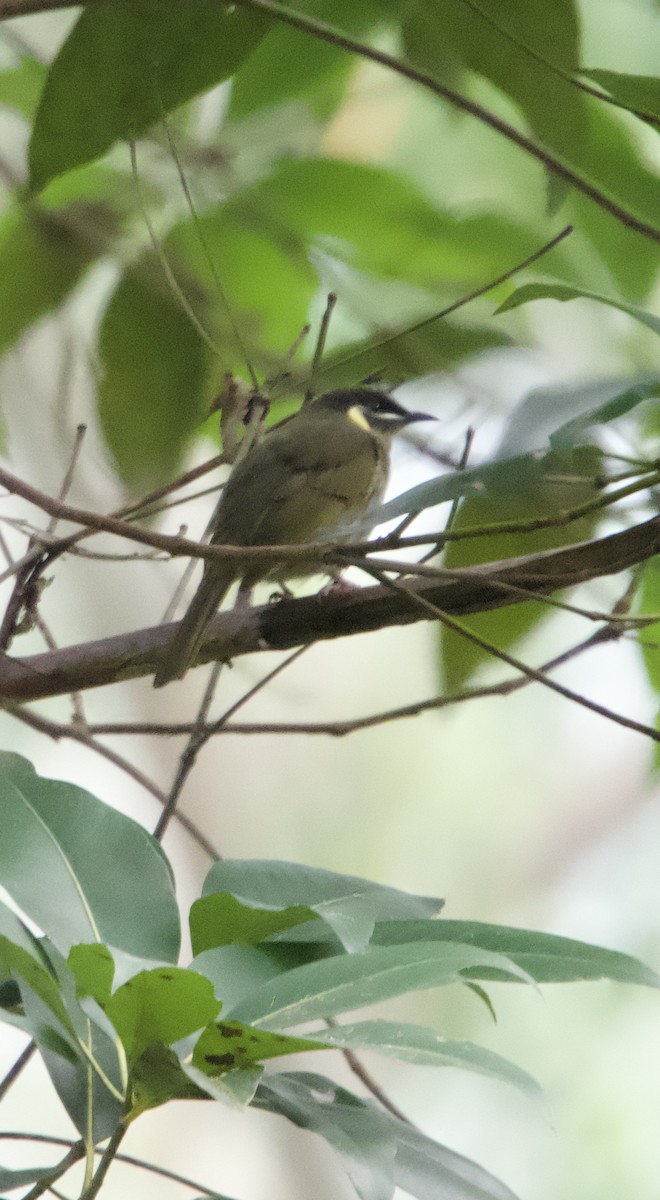 Lewin's Honeyeater - ML618000289