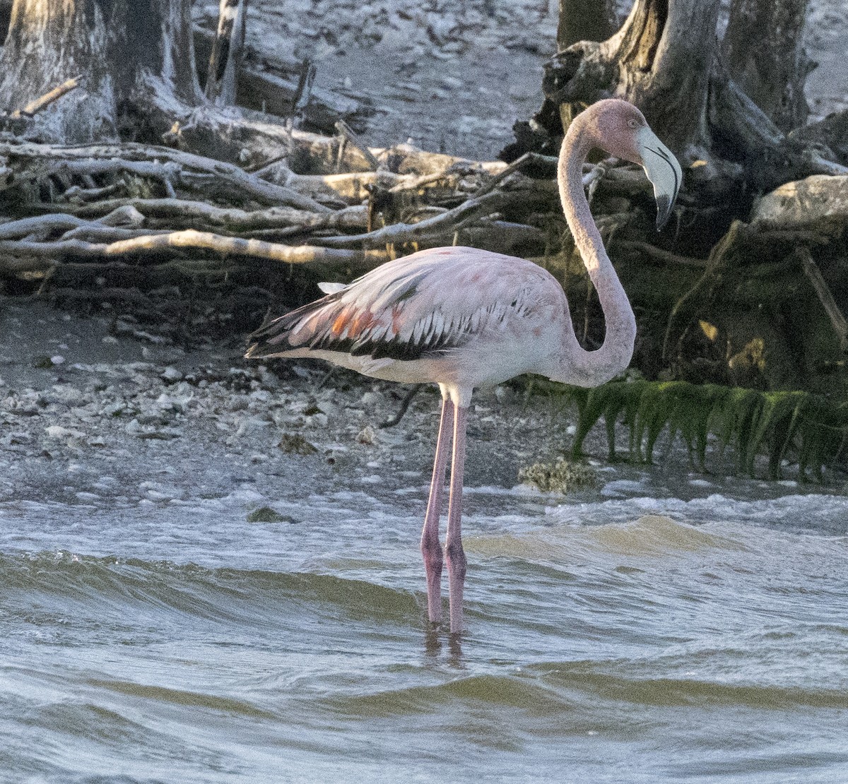 Amerika Flamingosu - ML618000297