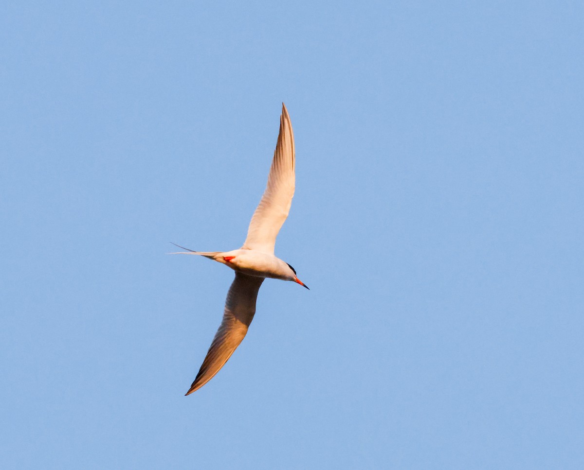 Forster's Tern - ML618000310