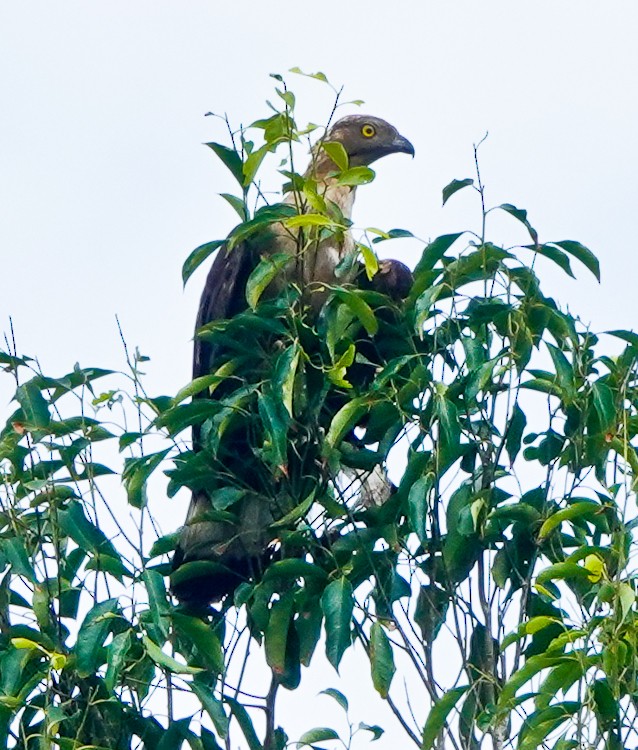 Oriental Honey-buzzard - Arden Anderson