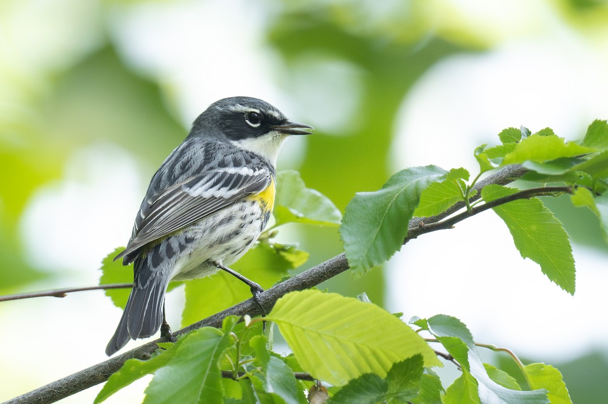 Yellow-rumped Warbler - ML618000326