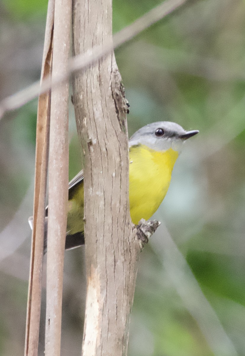 Eastern Yellow Robin - ML618000336