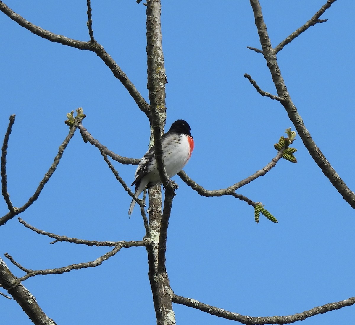 Cardinal à poitrine rose - ML618000353