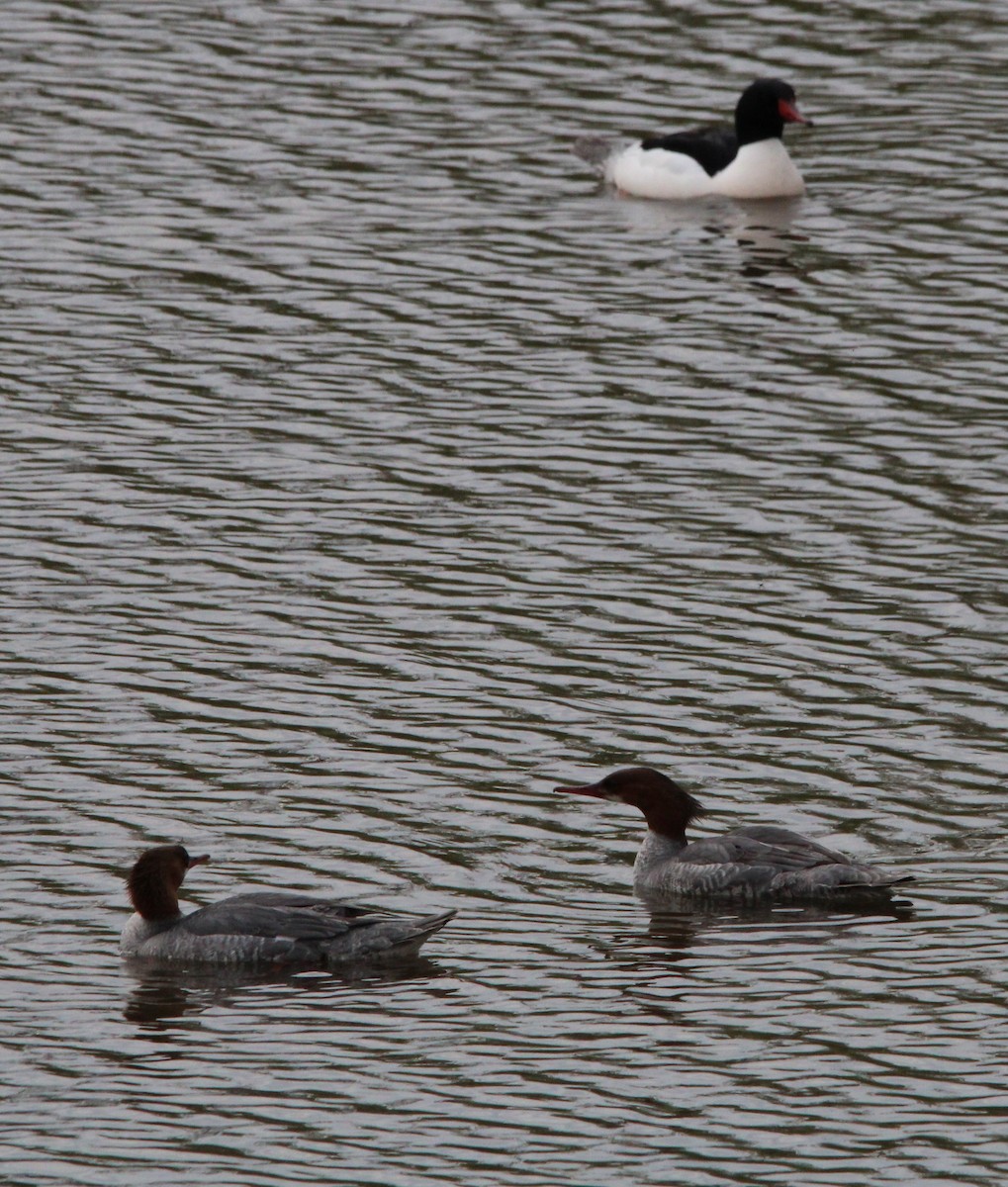 Common Merganser - ML618000358