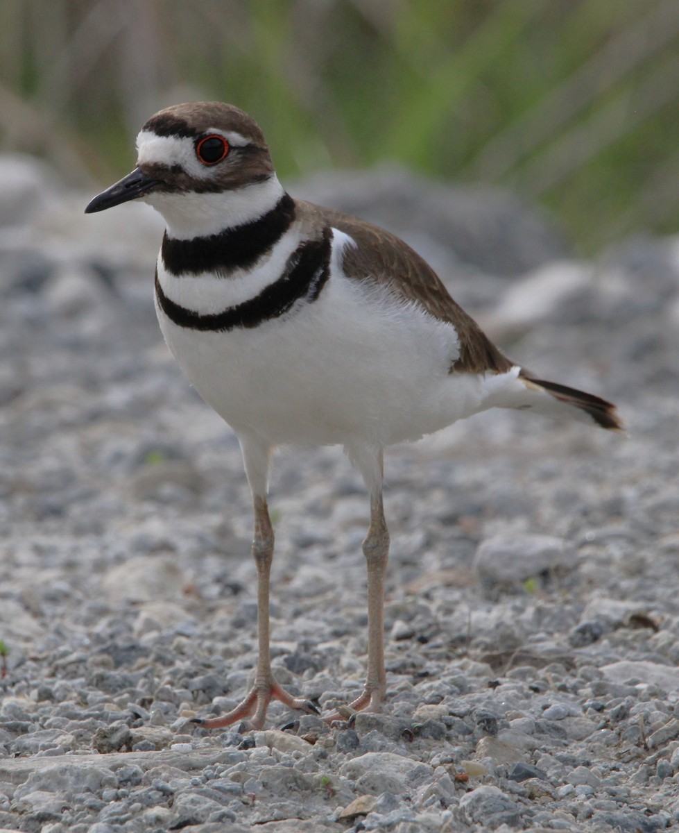 Killdeer - ML618000378