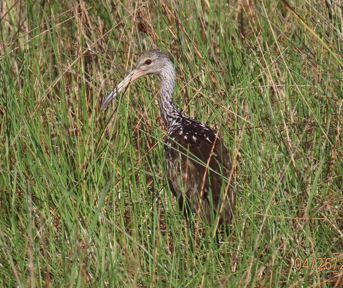 Limpkin - ML618000383