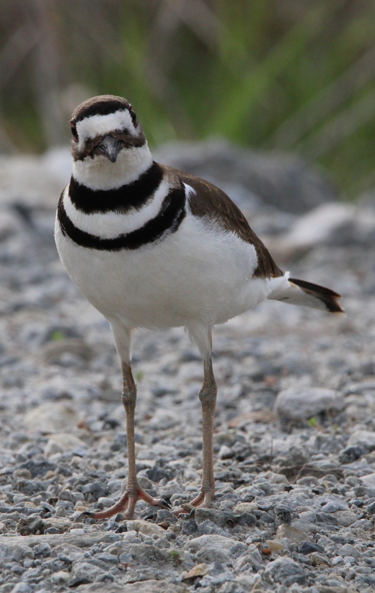 Killdeer - ML618000407