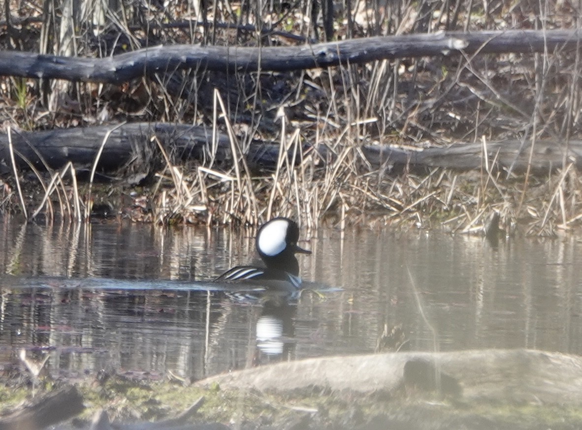 Hooded Merganser - ML618000418