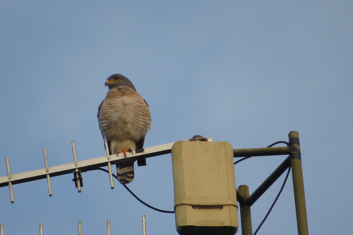 Roadside Hawk - Gary Prescott