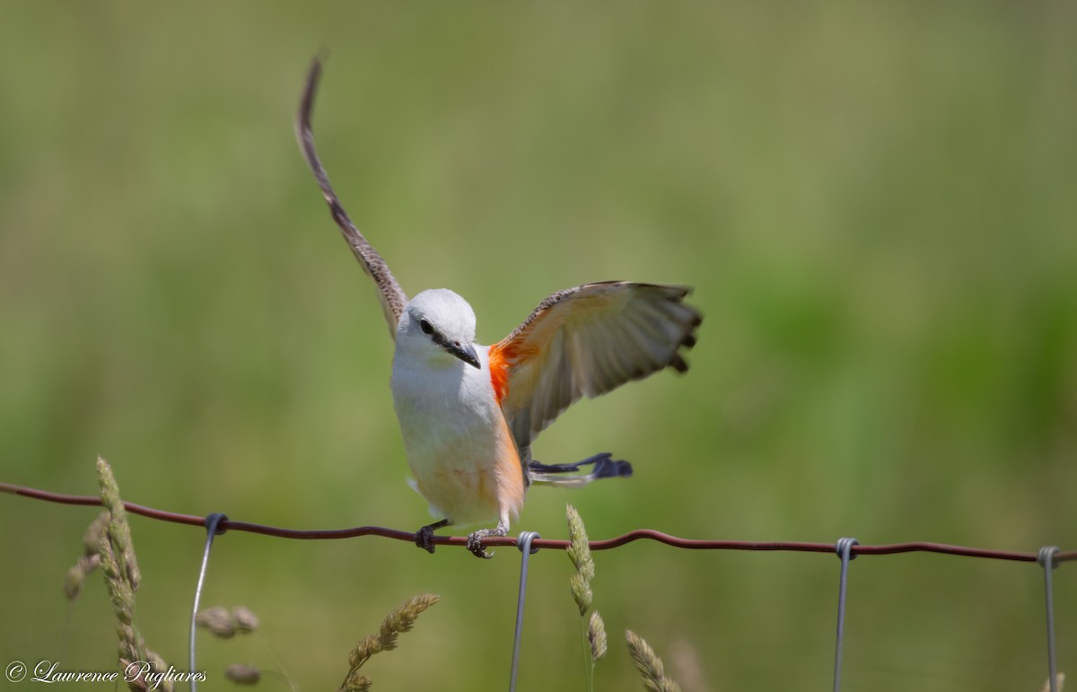 Scissor-tailed Flycatcher - Lawrence Pugliares