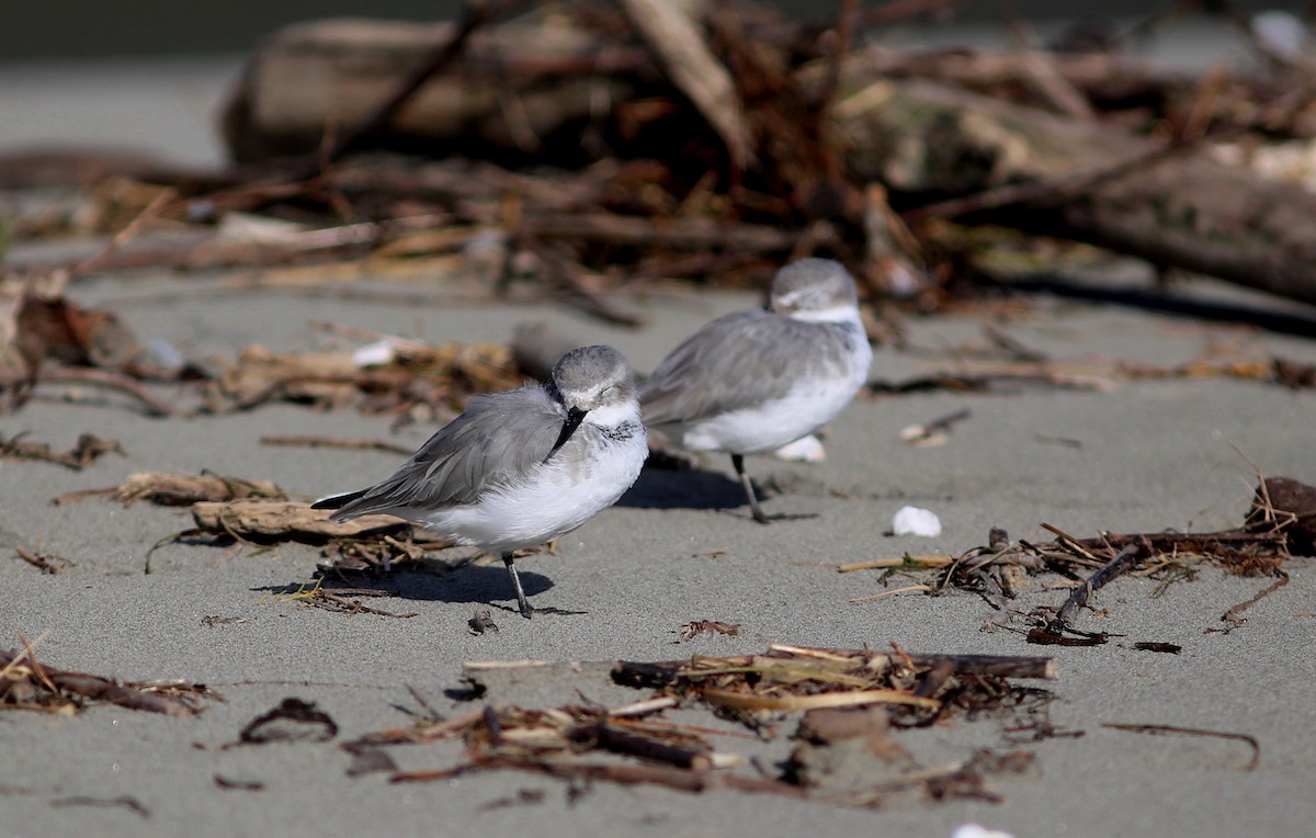 Wrybill - Rohan van Twest