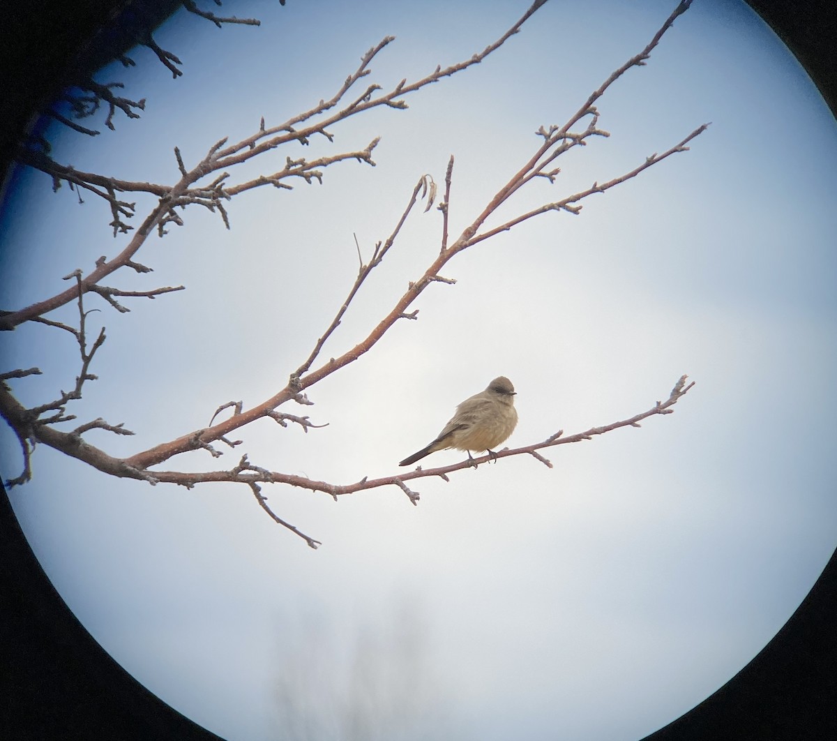 Say's Phoebe - ML618000538