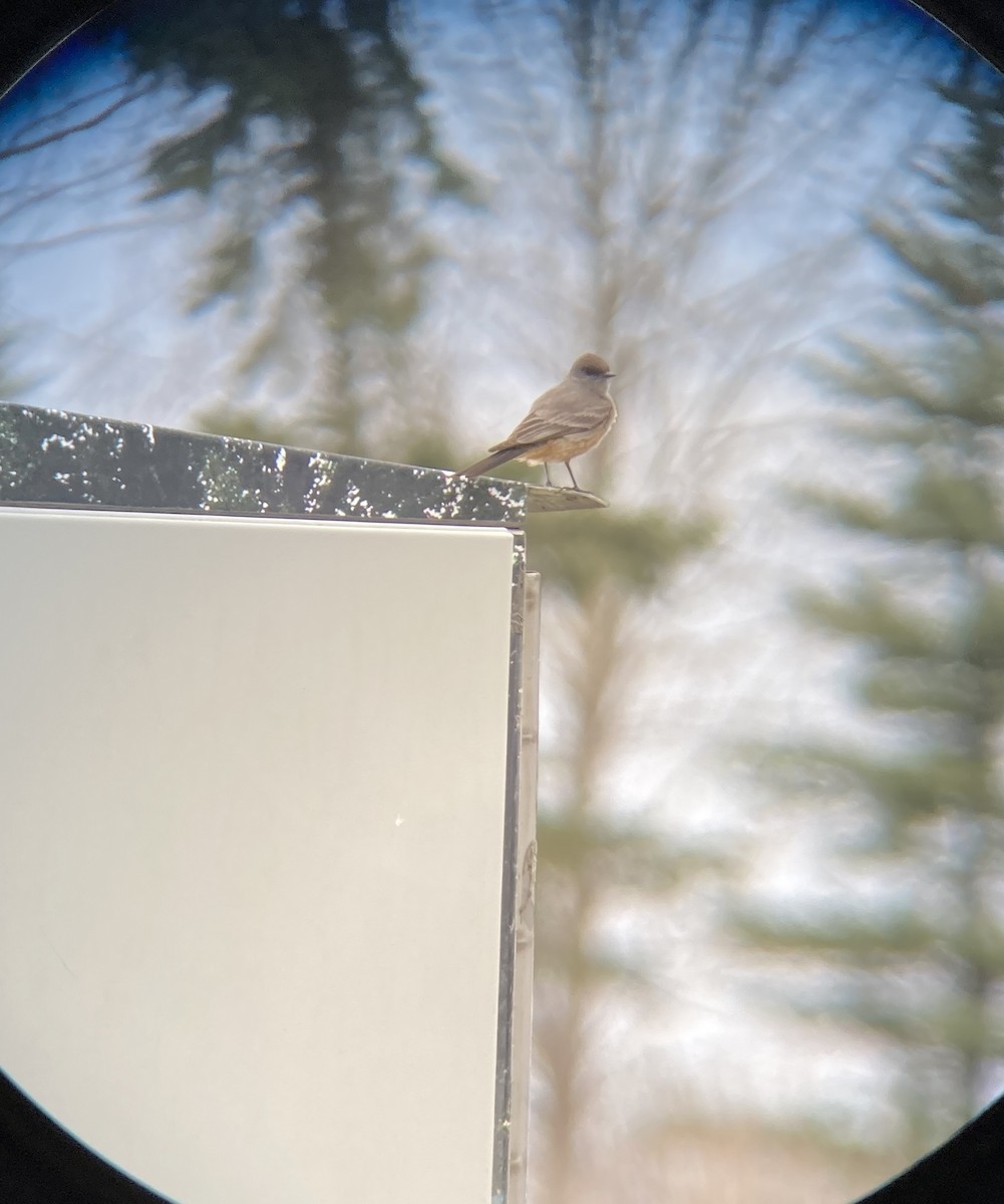 Say's Phoebe - ML618000539