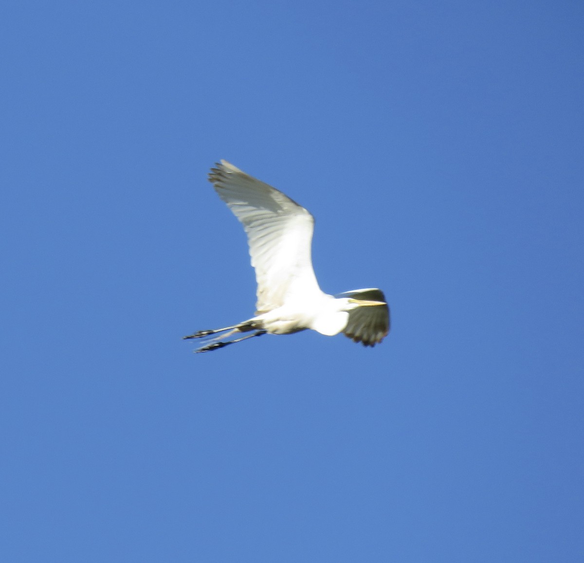 Great Egret - ML618000569