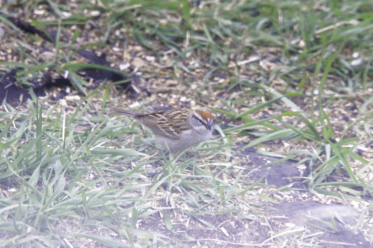 Chipping Sparrow - ML618000573