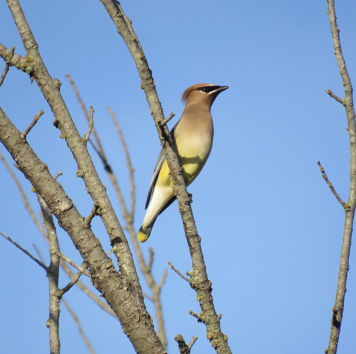 Cedar Waxwing - ML618000598