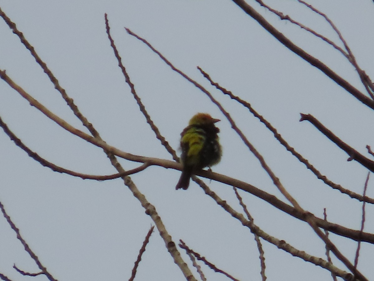 Western Tanager - Bryant Olsen